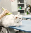 Início 111 Consulta em Animais Exóticos